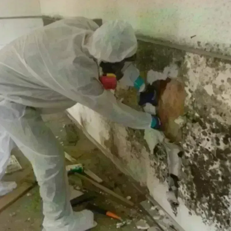 Mold Remediation and Removal in Hardin, MT